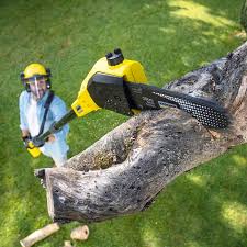 Lawn Maintenance Plans in South Gate, CA