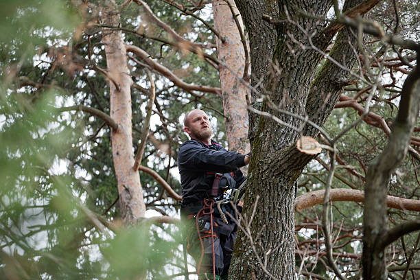 How Our Tree Care Process Works  in  South Gate, CA